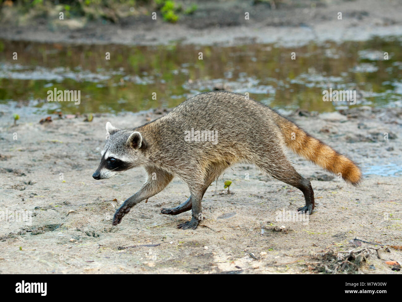 Pygmy Raccoon (Procyon pygmaeus) walking along coast, Cozumel Island, Mexico. Critcally endangered species with less than 500 in existence. Stock Photo