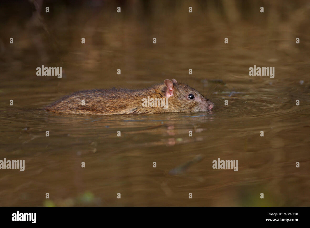 Brown rats (Rattus norvegicus) swimming in pool, Warwickshire, England