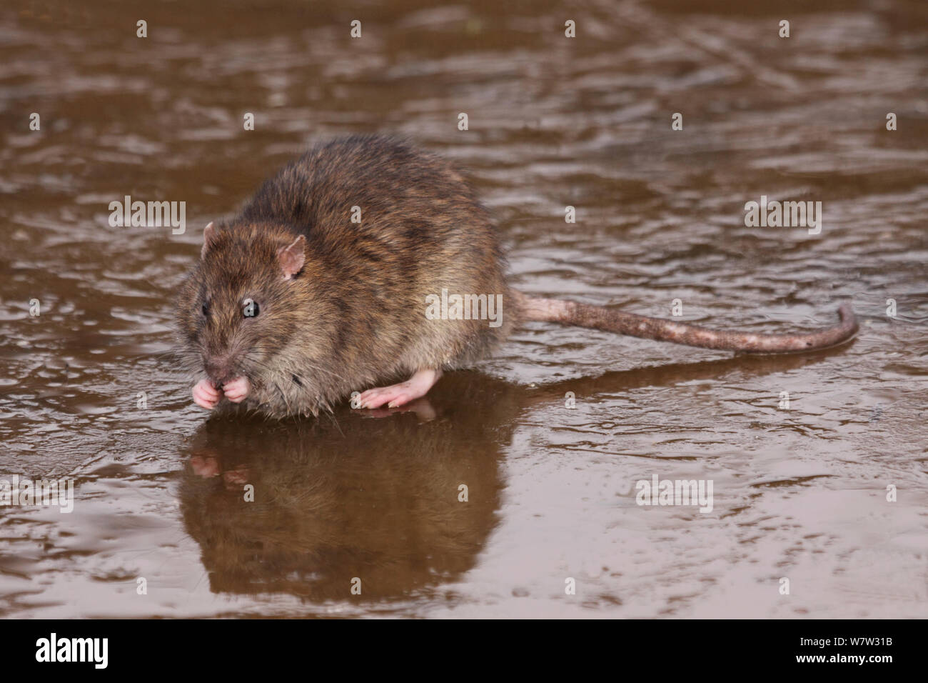 Brown Rats Rattus Norvegicus Feeding On Frozen Pool