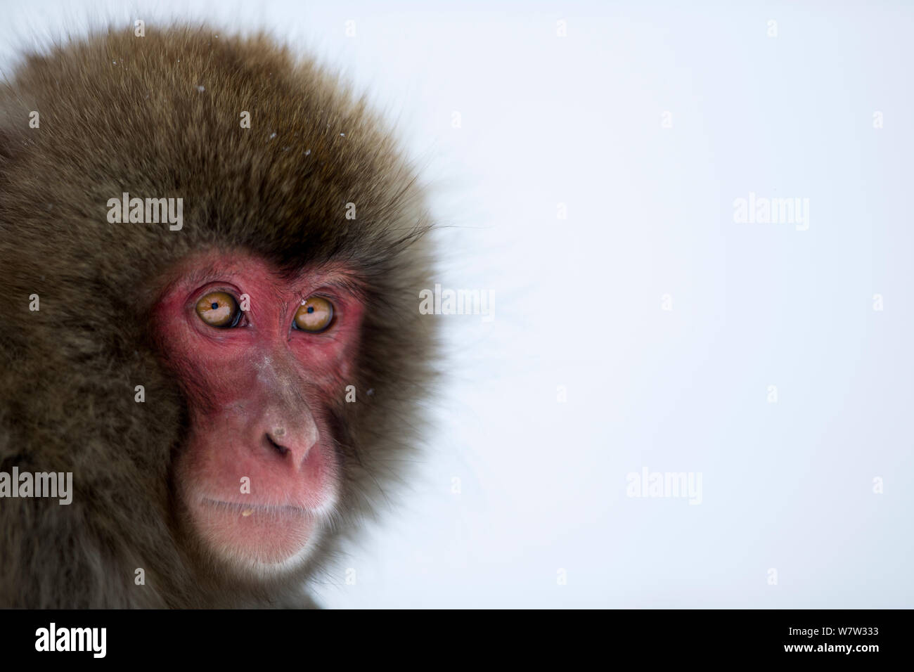 Japanese Macaque (Macaca fuscata) sub-adult portrait. Jigokudani Yaen ...