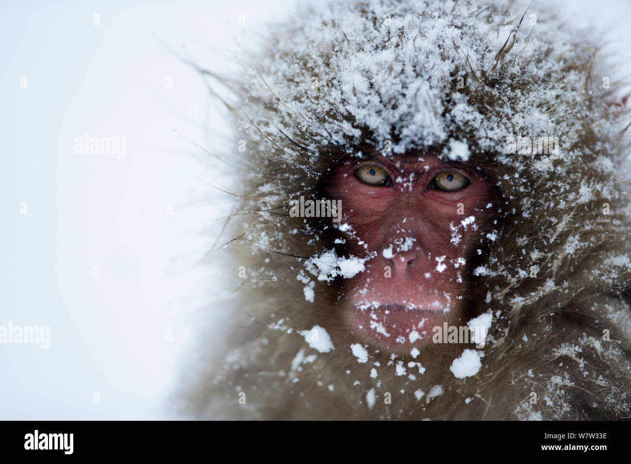 Portrait adult japanese macaque hi-res stock photography and images - Alamy