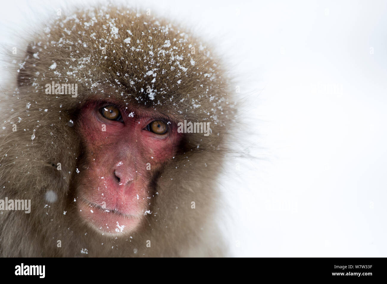 Portrait adult japanese macaque hi-res stock photography and images - Alamy