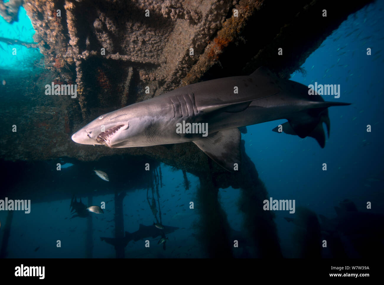 Sand tiger shark (Carcharias taurus) on the wreck of the 'Aeolus'. North Carolina, USA, September 2013. Stock Photo