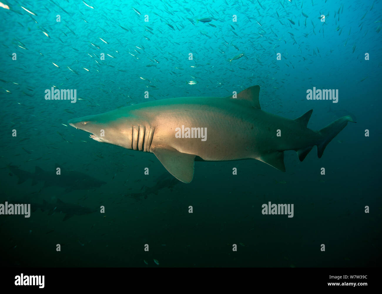 Sand tiger shark (Carcharias taurus) offshore from Cape Lookout, North Carolina, USA, September. Stock Photo