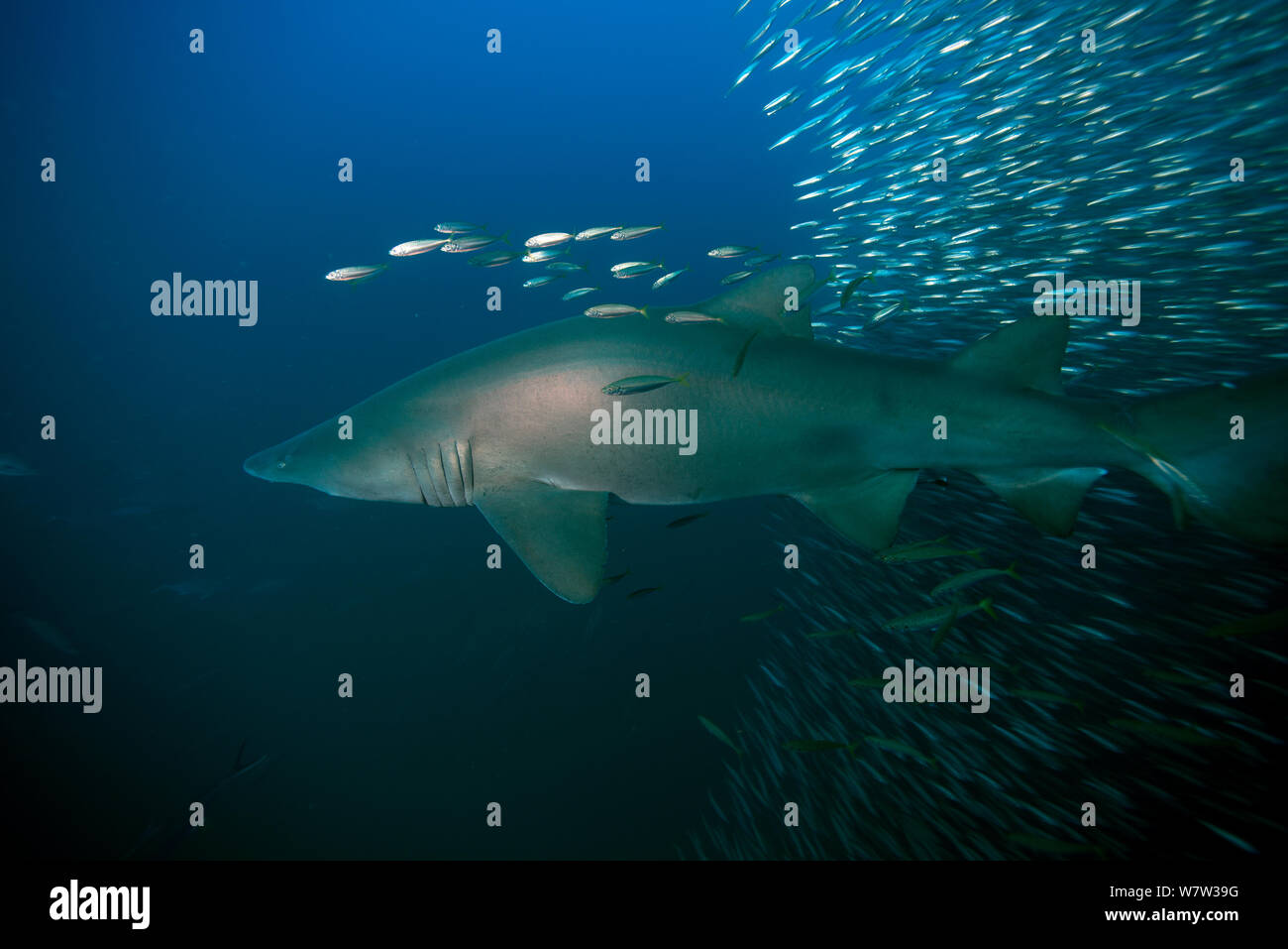 Sand tiger shark (Carcharias taurus) surrounded by Bait fish, Cape Lookout, North Carolina, USA, September. Stock Photo