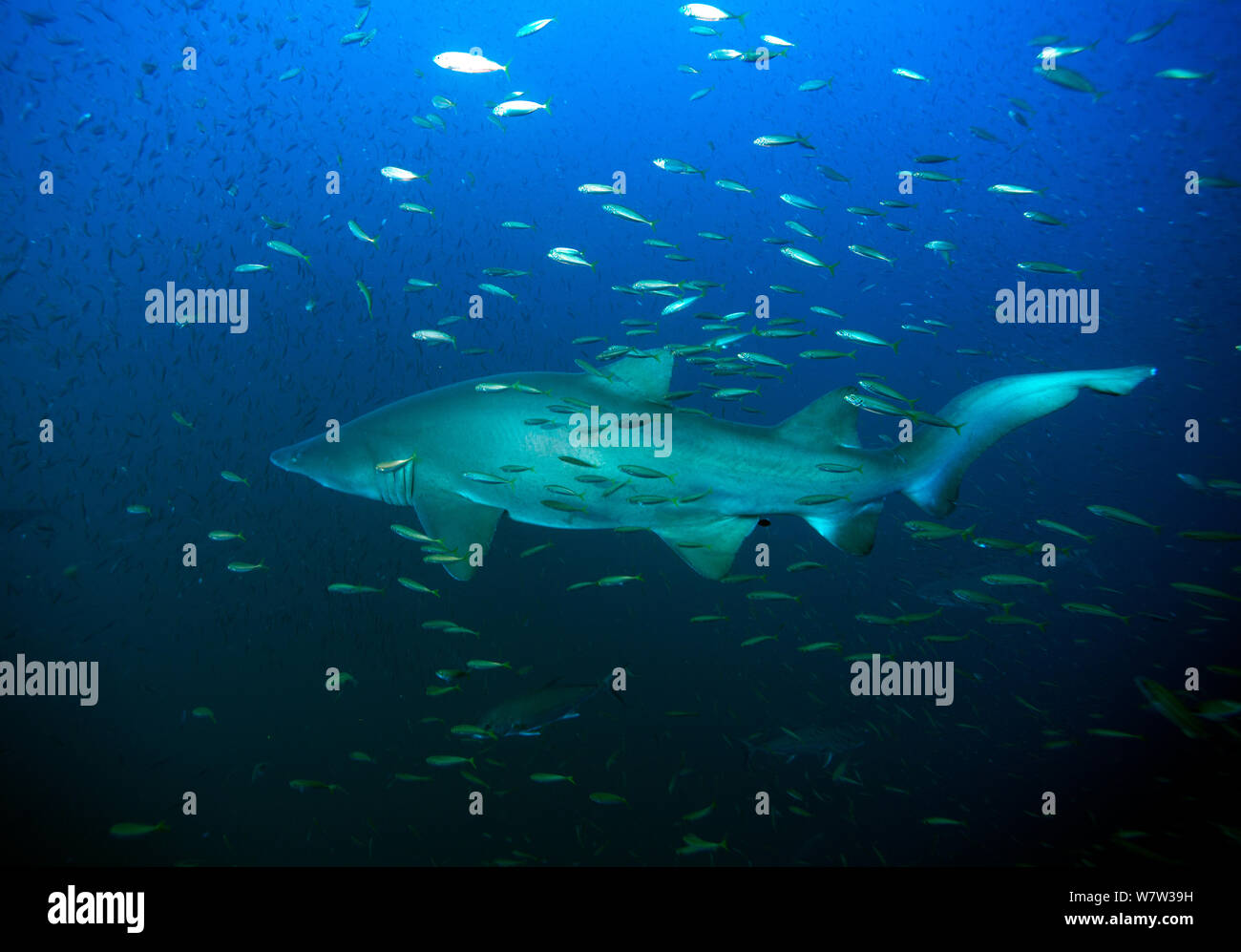 Sand tiger shark (Carcharias taurus) surrounded by Bait fish, Cape Lookout, North Carolina, USA, September. Stock Photo