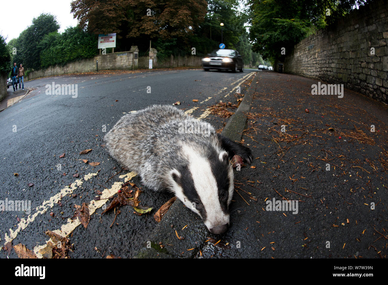 Dead Badger (Meles meles) road kill, Bath, England, UK, October. Stock Photo