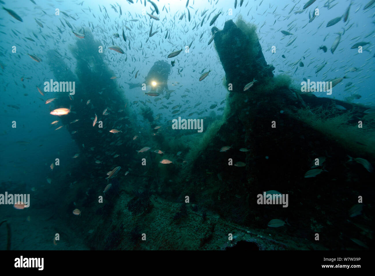 Diver on the conning tower of U-Boat -U352. Type VIIC sunk off Cape Lookout on the 9th May 1942, North Carolina, USA, September 2013. Stock Photo