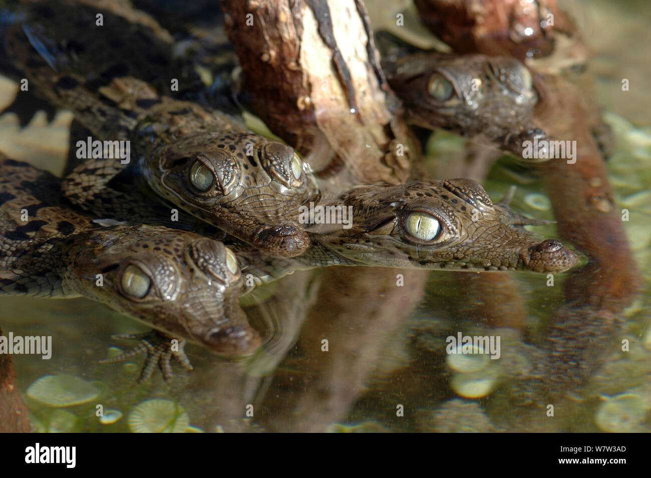 American Crocodile (Crocodylus acutus) hatchlings in the mangrove roots, Bahamas. Stock Photo