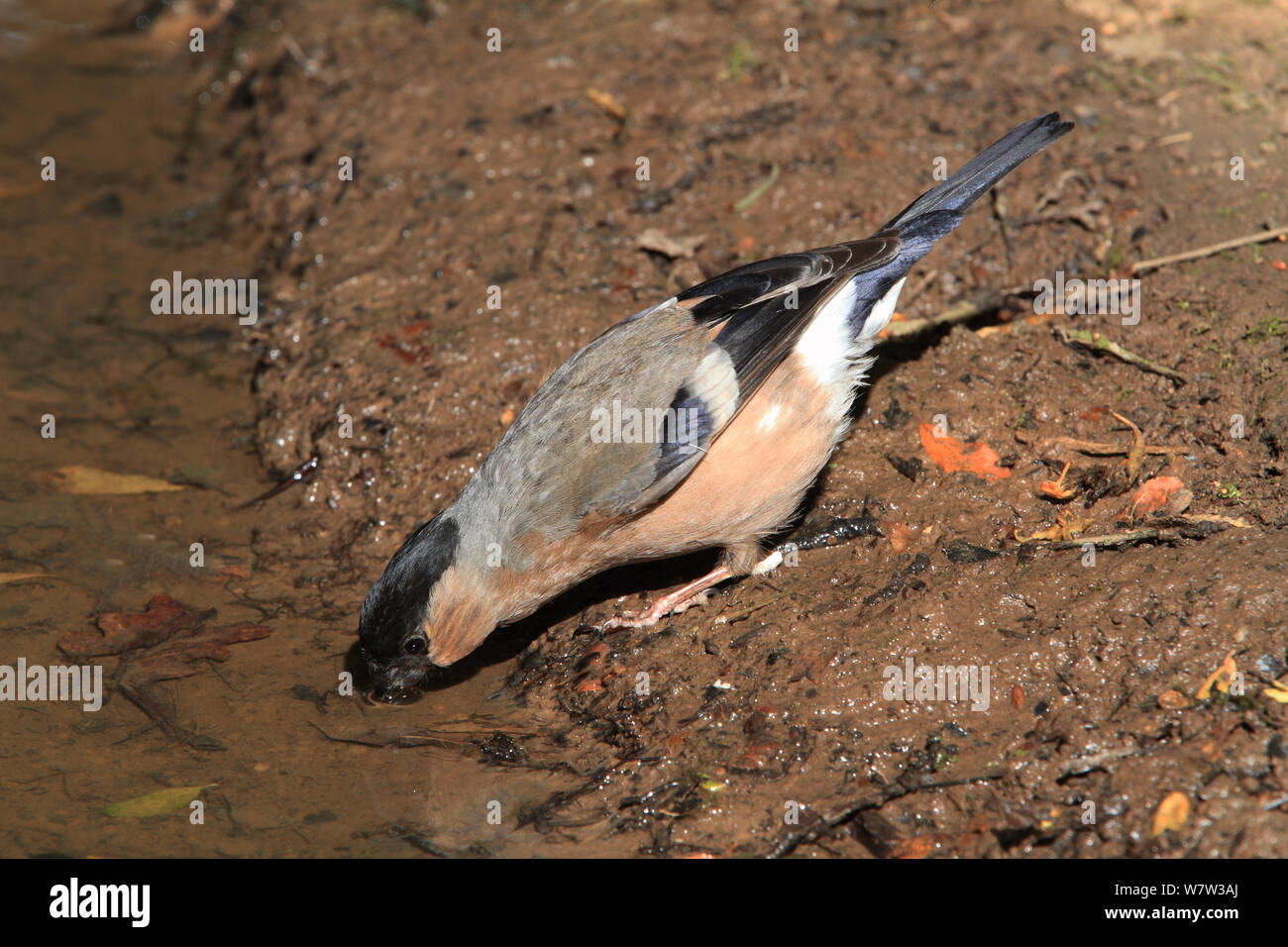Bullfinch (Pyrrhula pyrrhula) female drinking at woodland pool, Warwickshire, UK, July. Stock Photo
