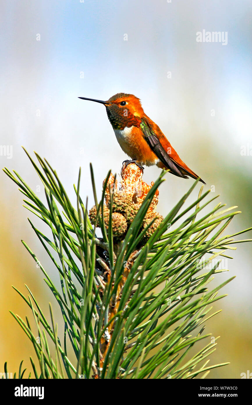 Rufous Hummingbird, male sitting on top of pine tree branch. Stock Photo
