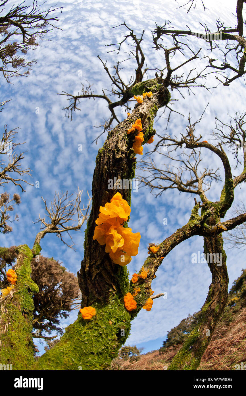 Golden jelly fungus (Tremella mesenterica) growing on branches of Gorse bush (Ulex europaeus) amid scrub vegetation and pasture, near coast of North Devon, UK, January 2014. Stock Photo