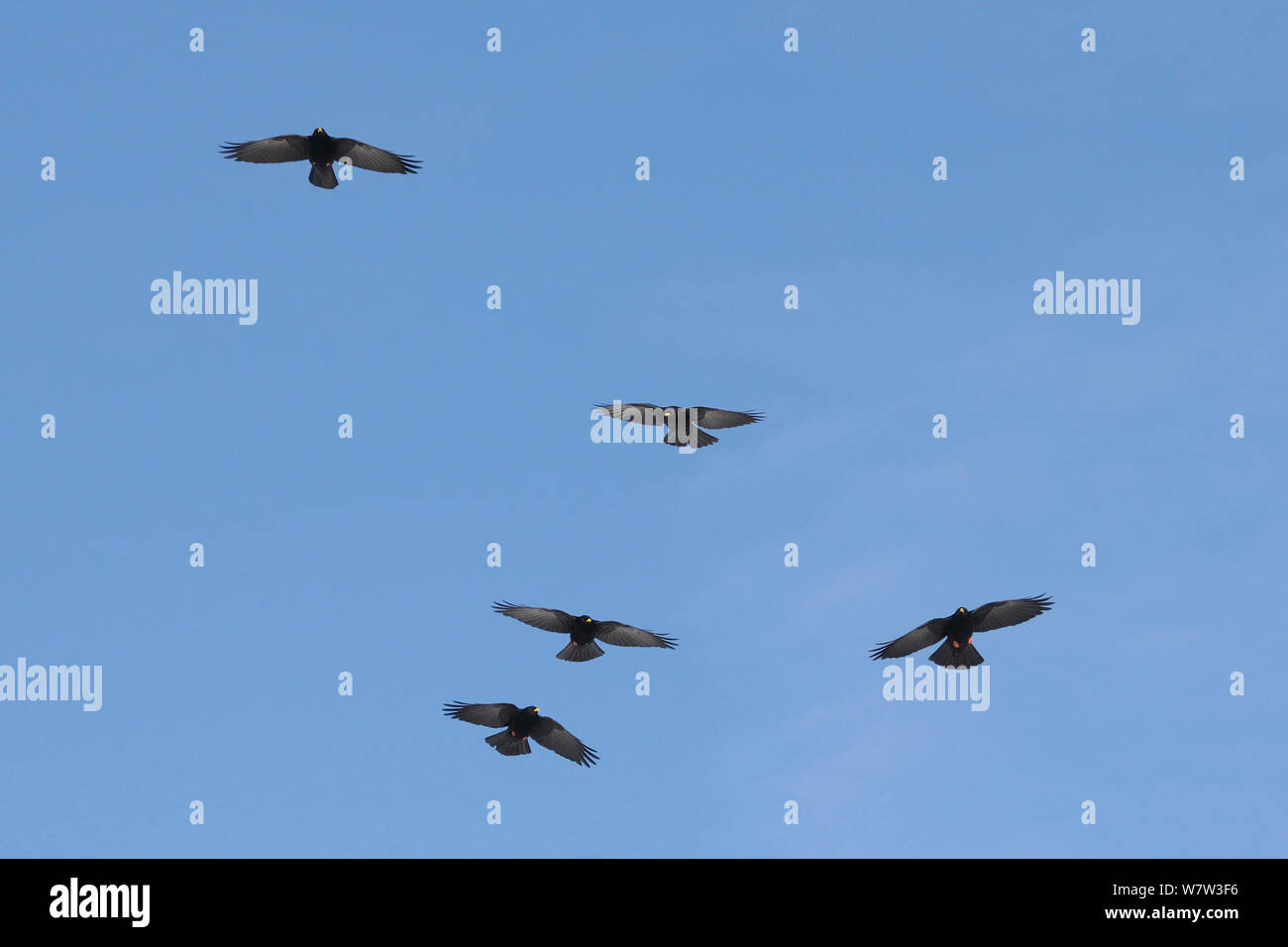 Five Alpine / Yellow-billed choughs (Pyrrhocorax graculus) in flight, circling overhead, Flaine, French Alps, Haute Savoie, France, December. Stock Photo