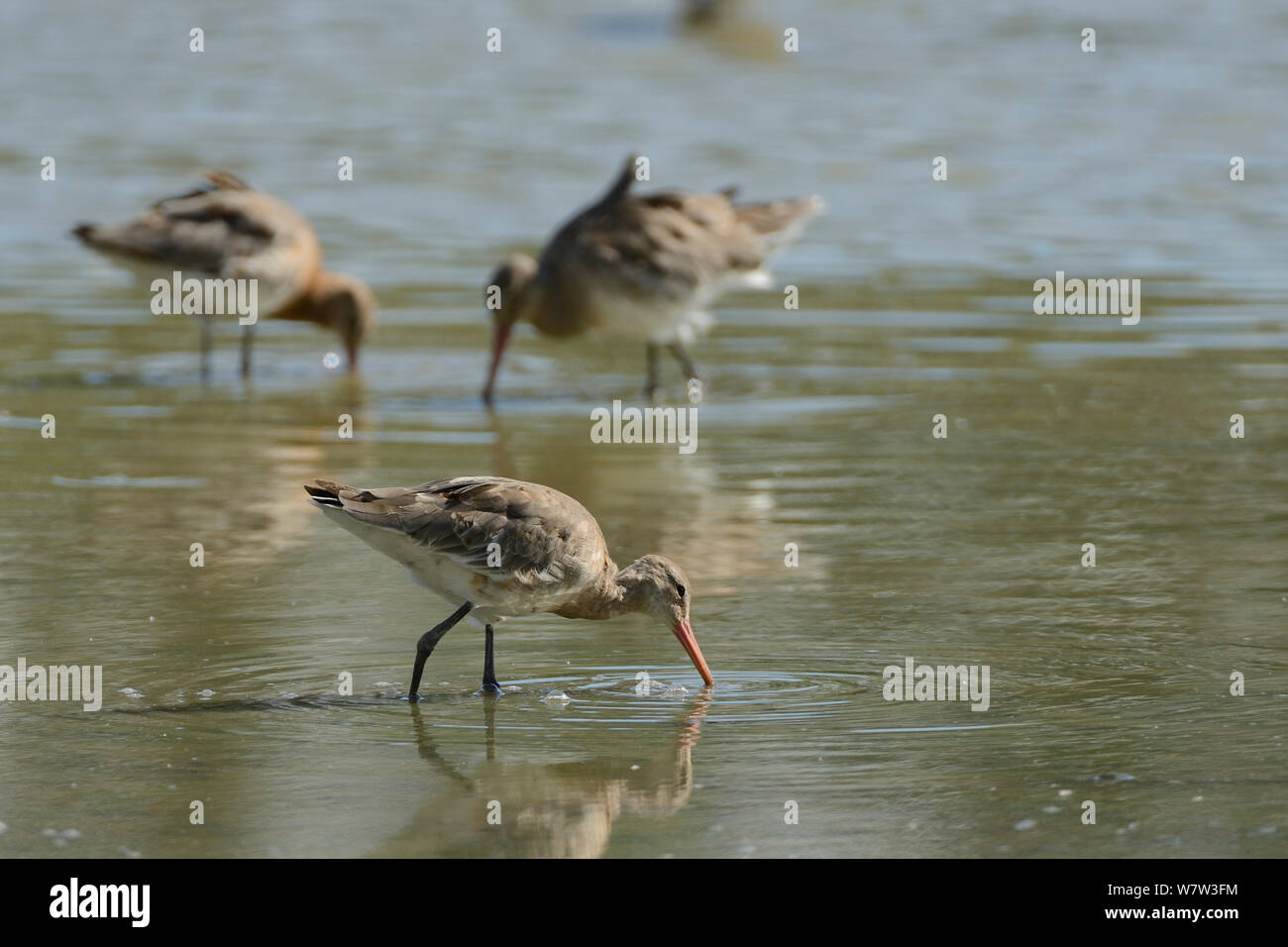 Black-tailed godwits (Limosa limosa) foraging in a freshwater lake, Gloucestershire, UK, September. Stock Photo