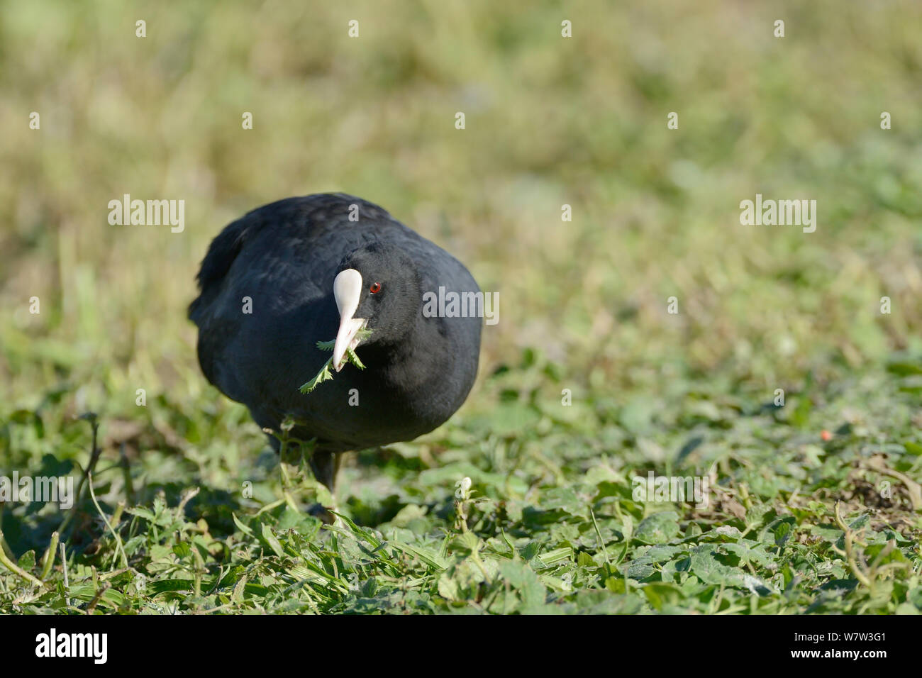 Coot (Fulica atra) grazing plant leaves from grassland bordering a lake, Gloucestershire, UK,  September. Stock Photo