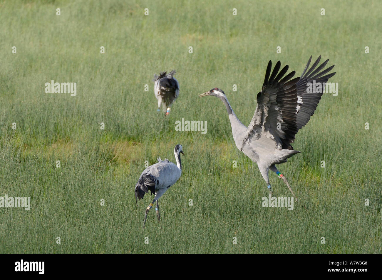 Mennis, a Common / Eurasian crane (Grus grus) released by the Great Crane Project onto the Somerset Levels, dancing near two other released birds, Elle and Wendy, on marshland,  Gloucestershire, UK, October 2013. Stock Photo