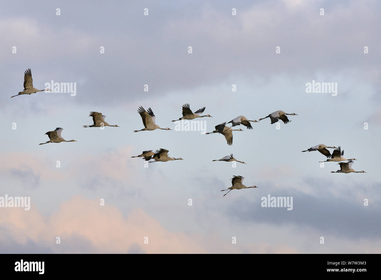 Flock of Common / Eurasian cranes (Grus grus) released by the Great Crane Project onto the Somerset Levels flying in dawn light, Aller Moor, Somerset, UK, October. Stock Photo