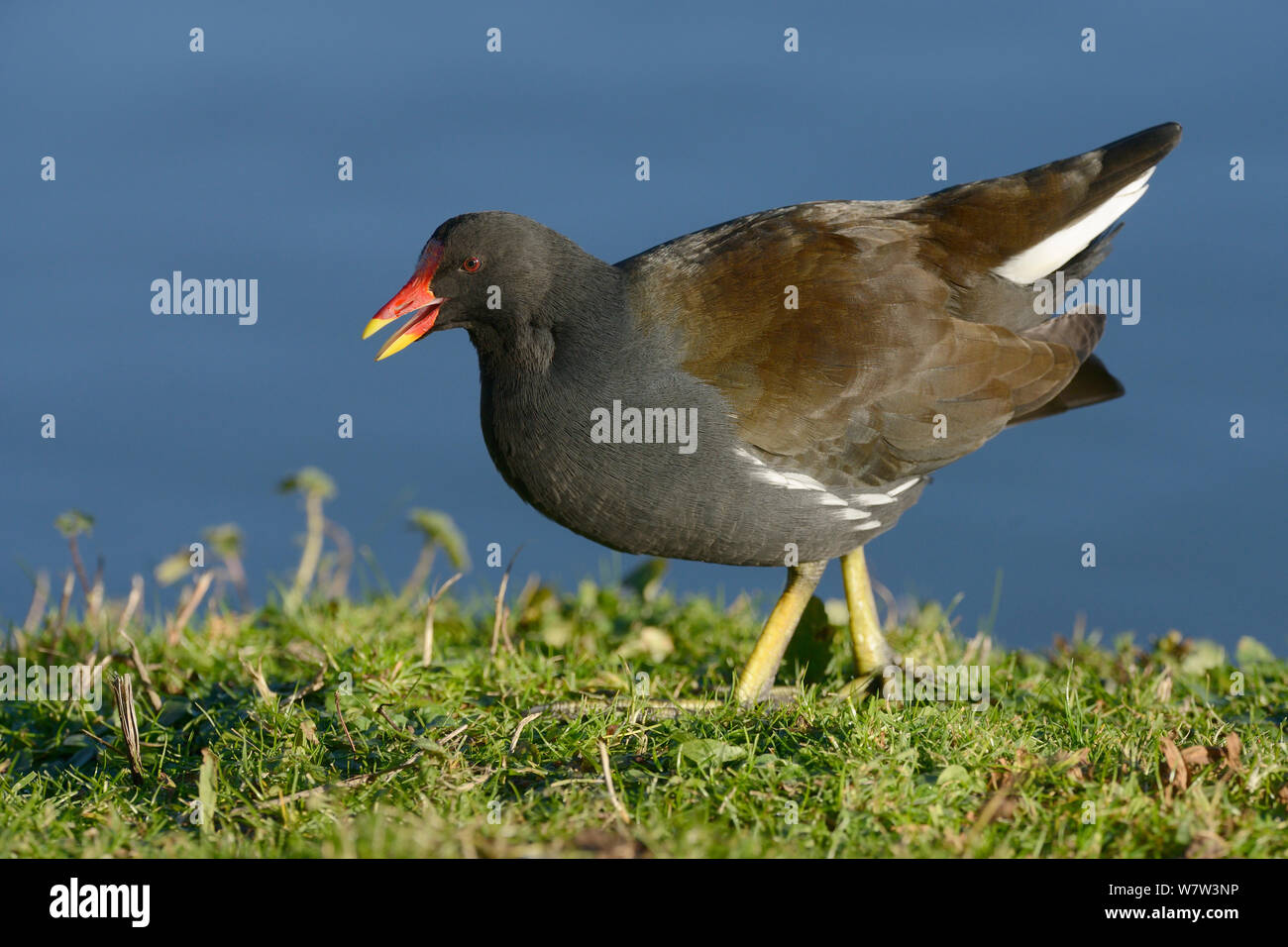Moorhen (Gallinula chloropus) calling as it forages on grassy margins of a lake in sunset light, Gloucestershire, UK, January. Stock Photo