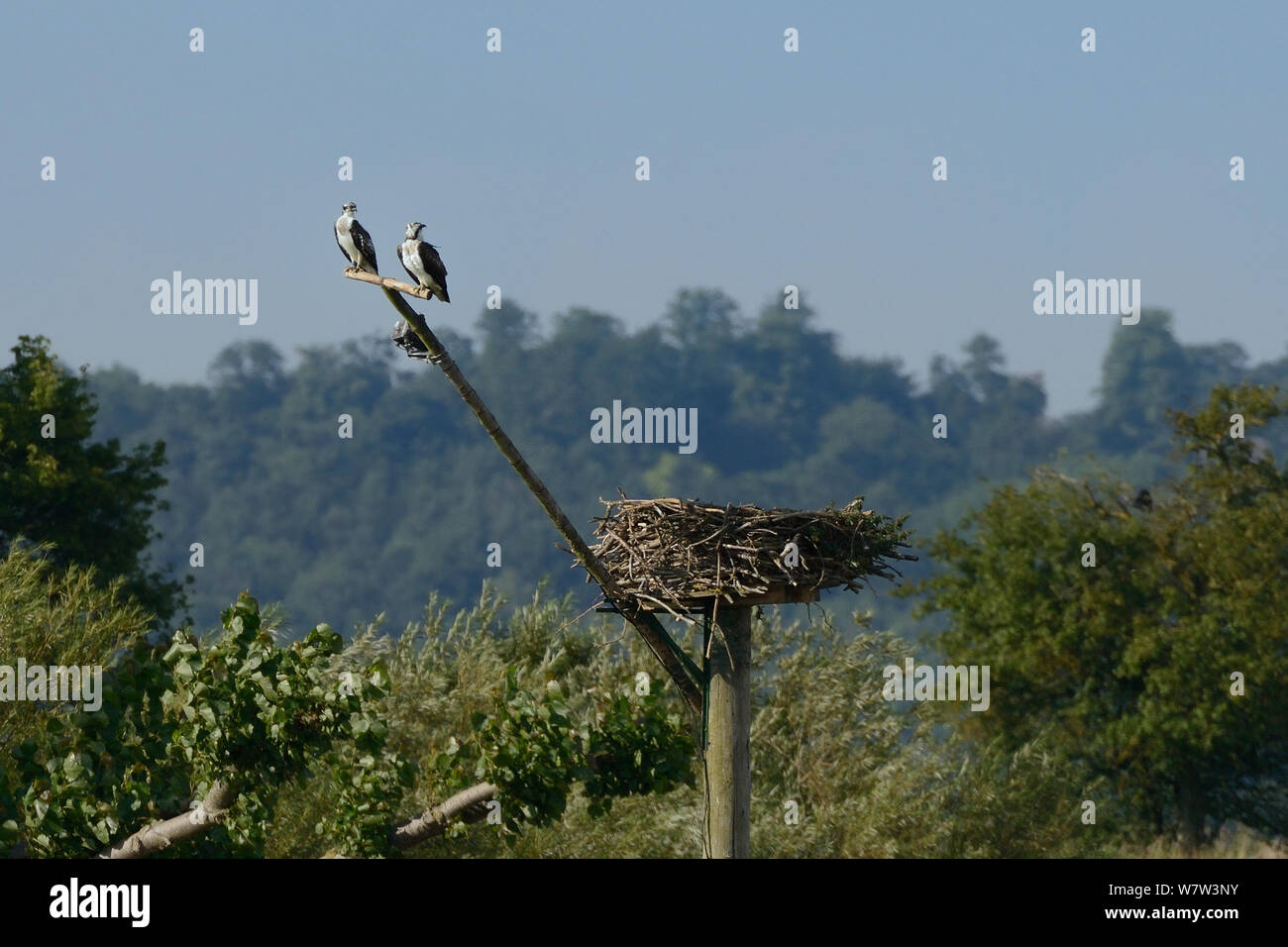 Two young Ospreys (Pandion haliaetus) waiting for their parents to feed them on a perch near their nest, Manton Bay, Rutland Water, Rutland, UK, August. Stock Photo