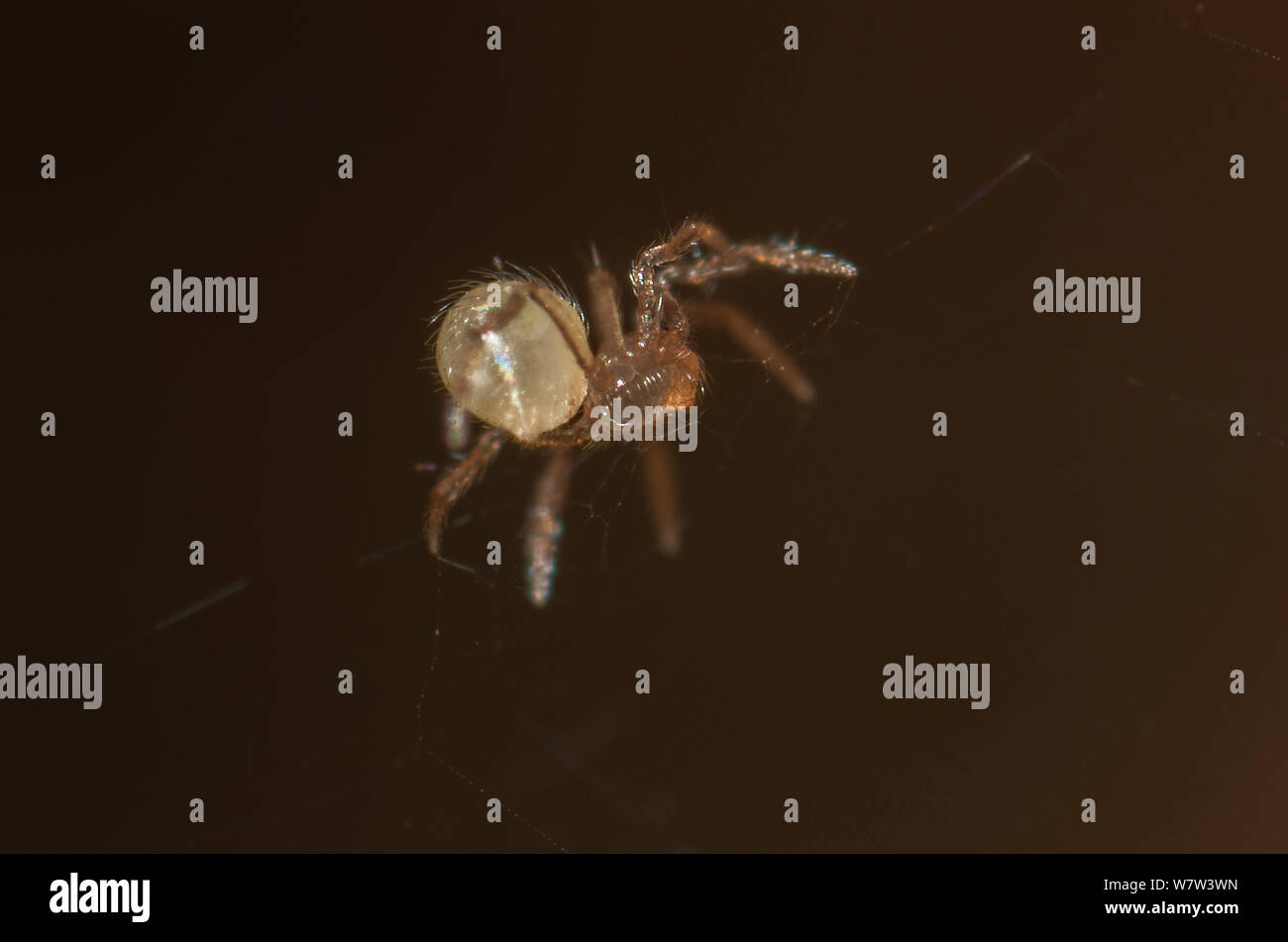 Female Anapistula spider (Anapistula ataecina) only .56mm, the smallest