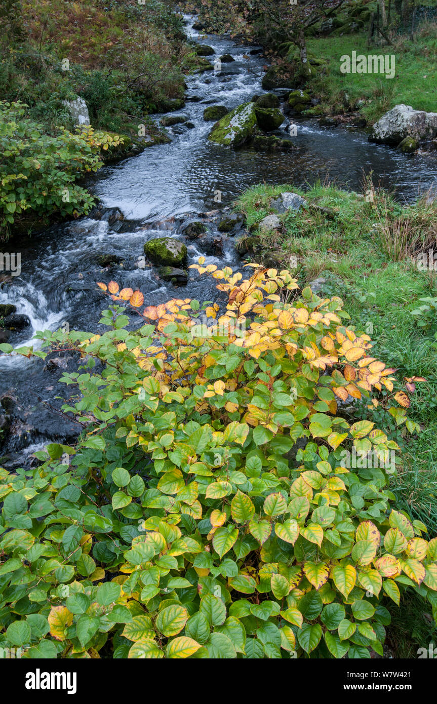 Japanese Knotweed (Fallopia japonica) growing alongside stream in Snowdonia National Park, Wales, UK, October. Stock Photo