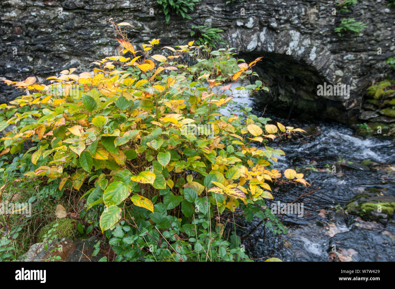 Japanese Knotweed (Fallopia japonica) growing alongside stream in Snowdonia National Park, Wales, UK, October. Stock Photo