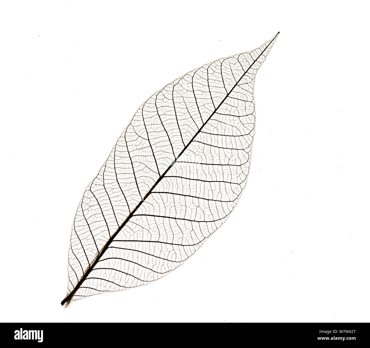 Leaf Skeleton of Para rubber tree (Hevea brasiliensis) Stock Photo