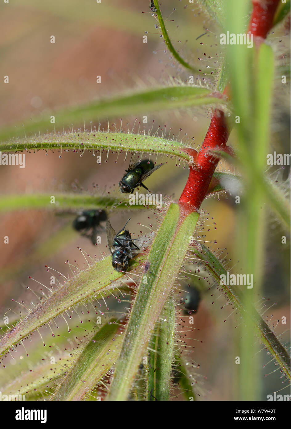 Flycatcher Bush (Roridula gorgonias) with trapped insect, in botanic garden, from South Africa. Stock Photo