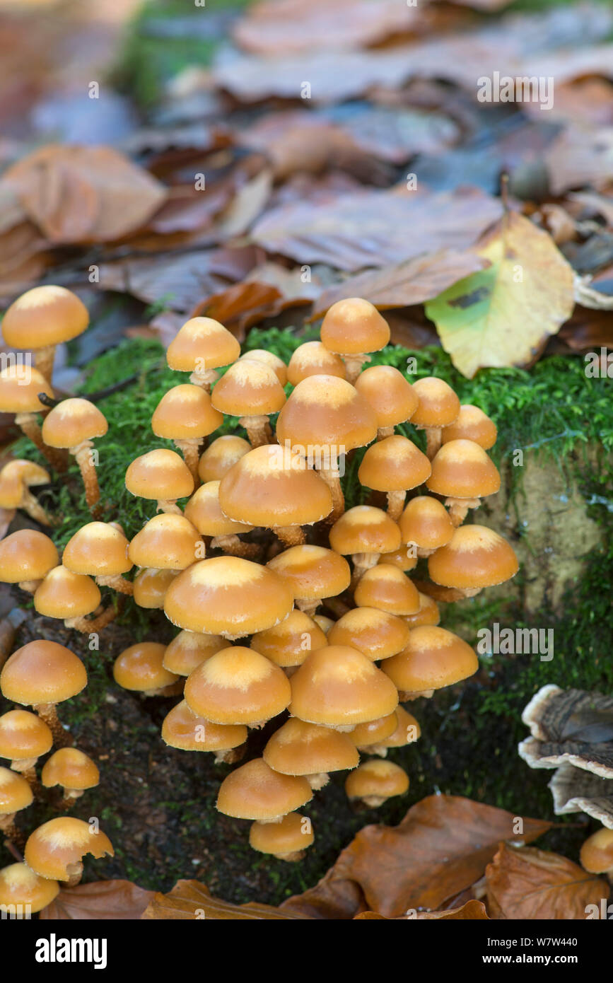 Sheathed Woodtuft fungi (Kuehneromyces mutabilis) Surrey, England, UK, November. Stock Photo