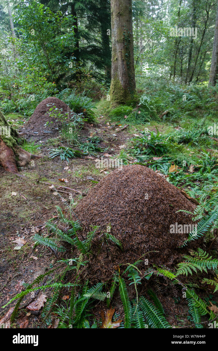 Wood Ant (Formica rufa) nest in coniferous woodland. Snowdonia, Wales, UK, October. Stock Photo