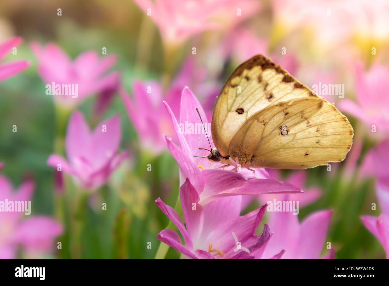 Yellow butterfly on Rain Lily flower blooming in rainy season ,Fairy Lily,  Zephyr Flower,Zephyranthes grandiflora. Stock Photo
