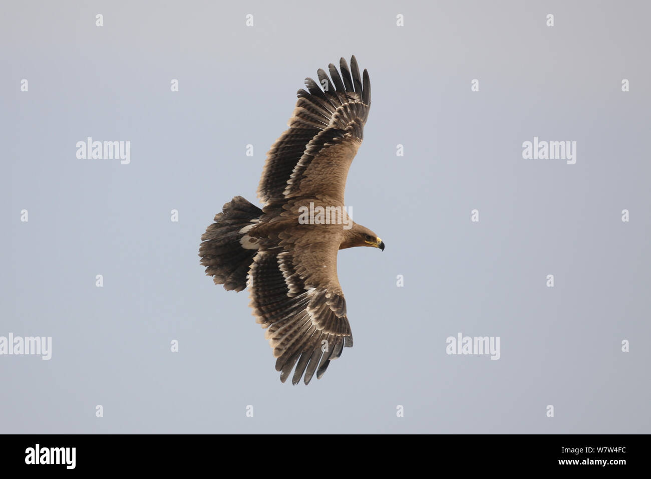 Steppe eagle (Aquila nipalensis) in flight, Oman, November Stock Photo