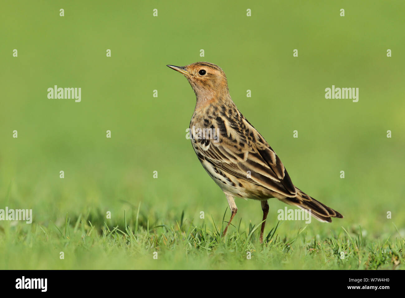 Red-throated pipit (Anthus cervinus) on lawn, Oman, April Stock Photo