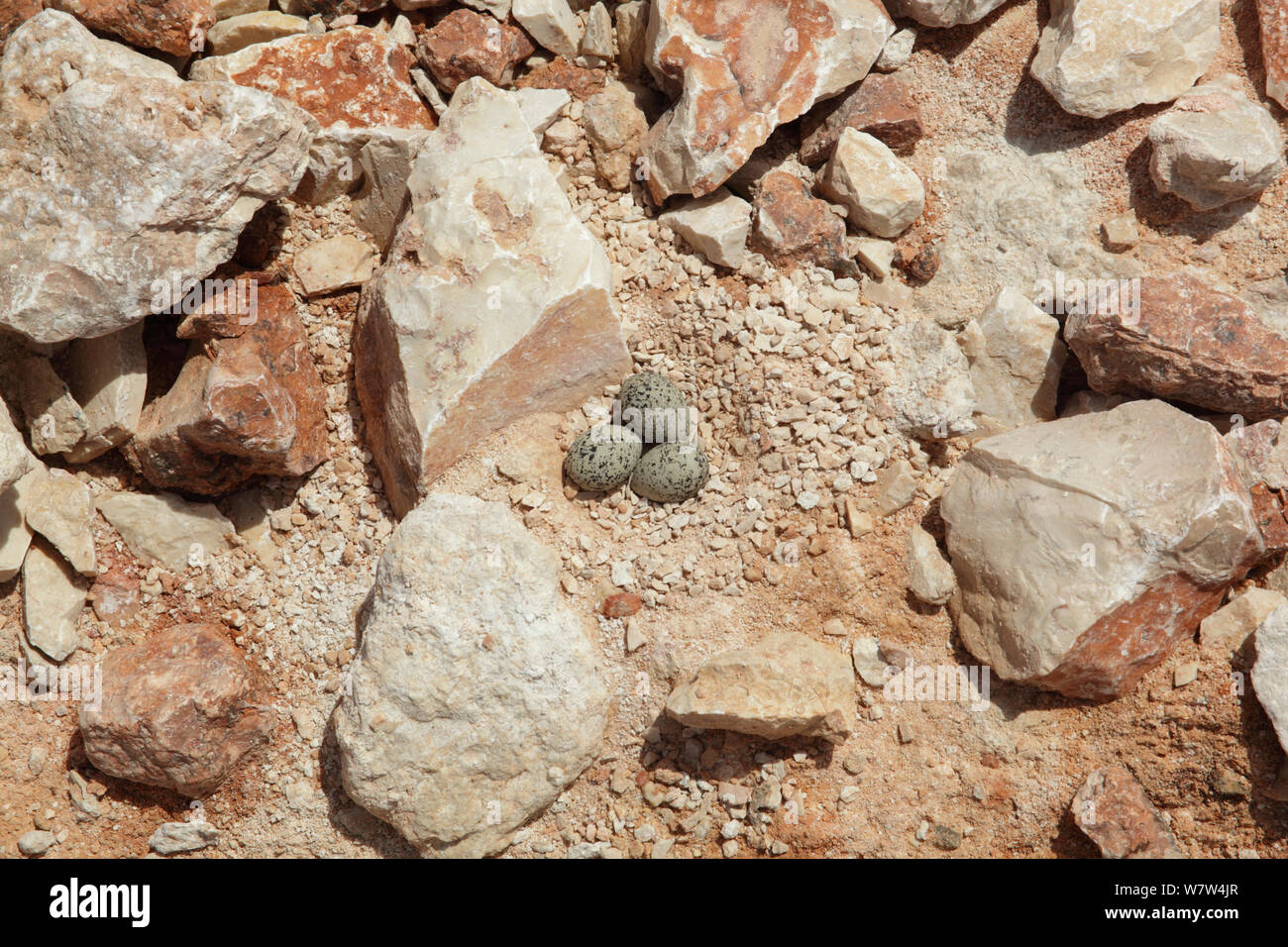 Kentish plover (Charadrius alexandrinus) nest with three eggs, Oman, May Stock Photo