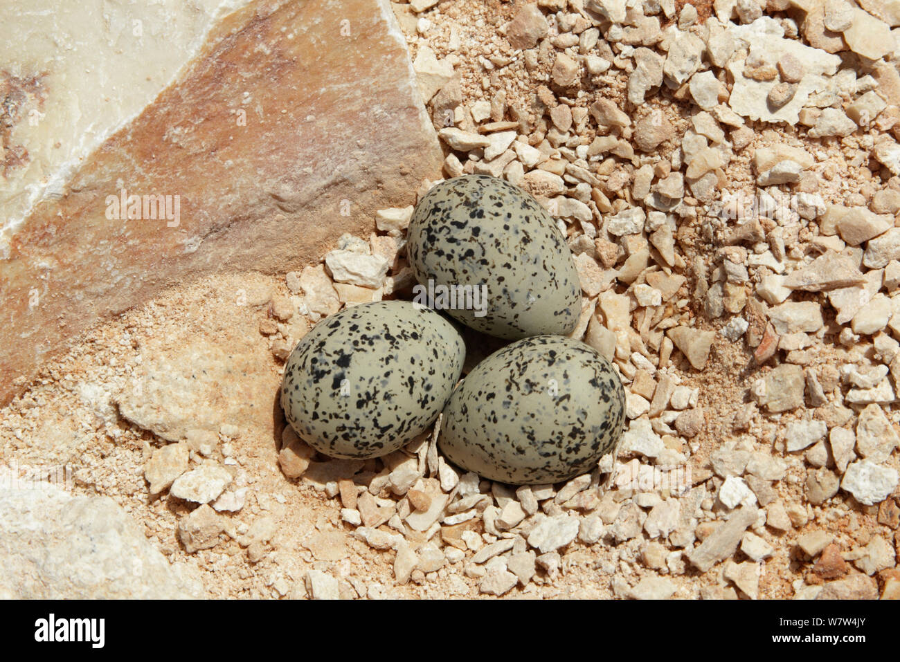 Kentish plover (Charadrius alexandrinus) nest with three eggs, Oman, May Stock Photo