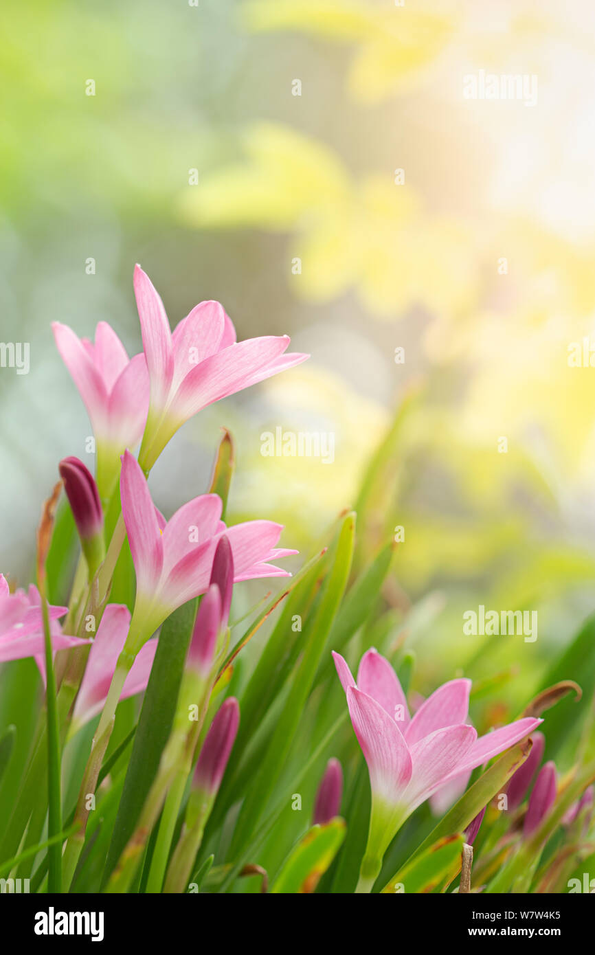 Fairy Lily, Rain Lily, or Zephyr Flower in the summer garden. Zephyranthes grandiflora. Stock Photo