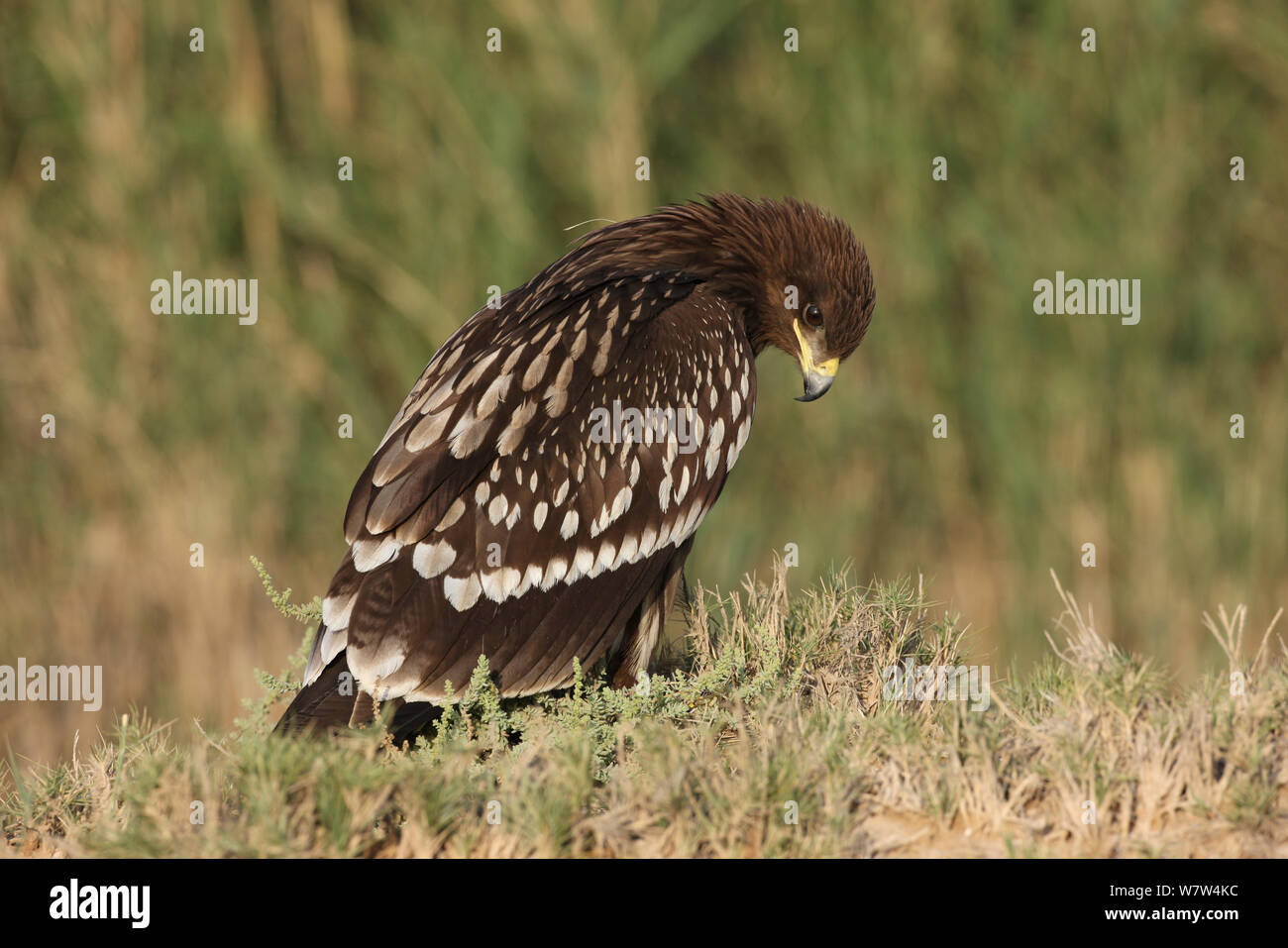 Greater spotted eagle (Aquila clanga) juvenile, Oman, November Stock Photo