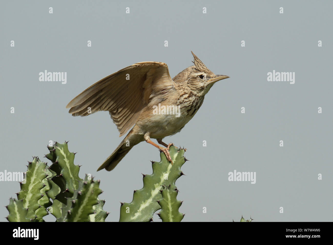 Crested lark (Galerida cristata) perched, stretching wings, Oman, April Stock Photo