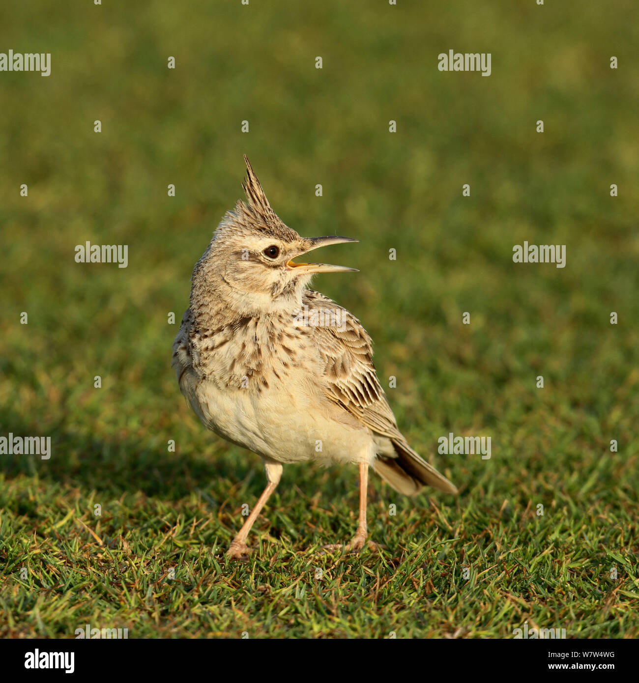 Crested lark (Galerida cristata) on lawn, singing, Oman, January Stock Photo