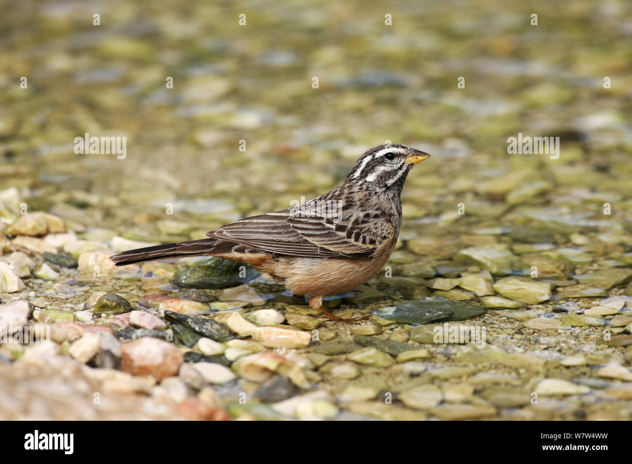 Cinnamon breasted bunting (Emberiza tahapisi) at water, Oman, September Stock Photo