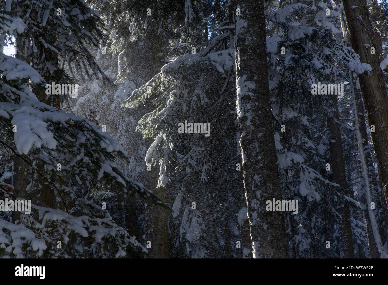 Mixed forest with Nordmann Fir (Abies nordmanniana), Scot&#39;s Pine (Pinus sylvestris), Caucasian spruce (Picea orientalis) and Caucasian birch (Betula medwediewii), Kavkazsky Zapovednik, west Caucasus Mountains, Adygea, Russia, March. Stock Photo