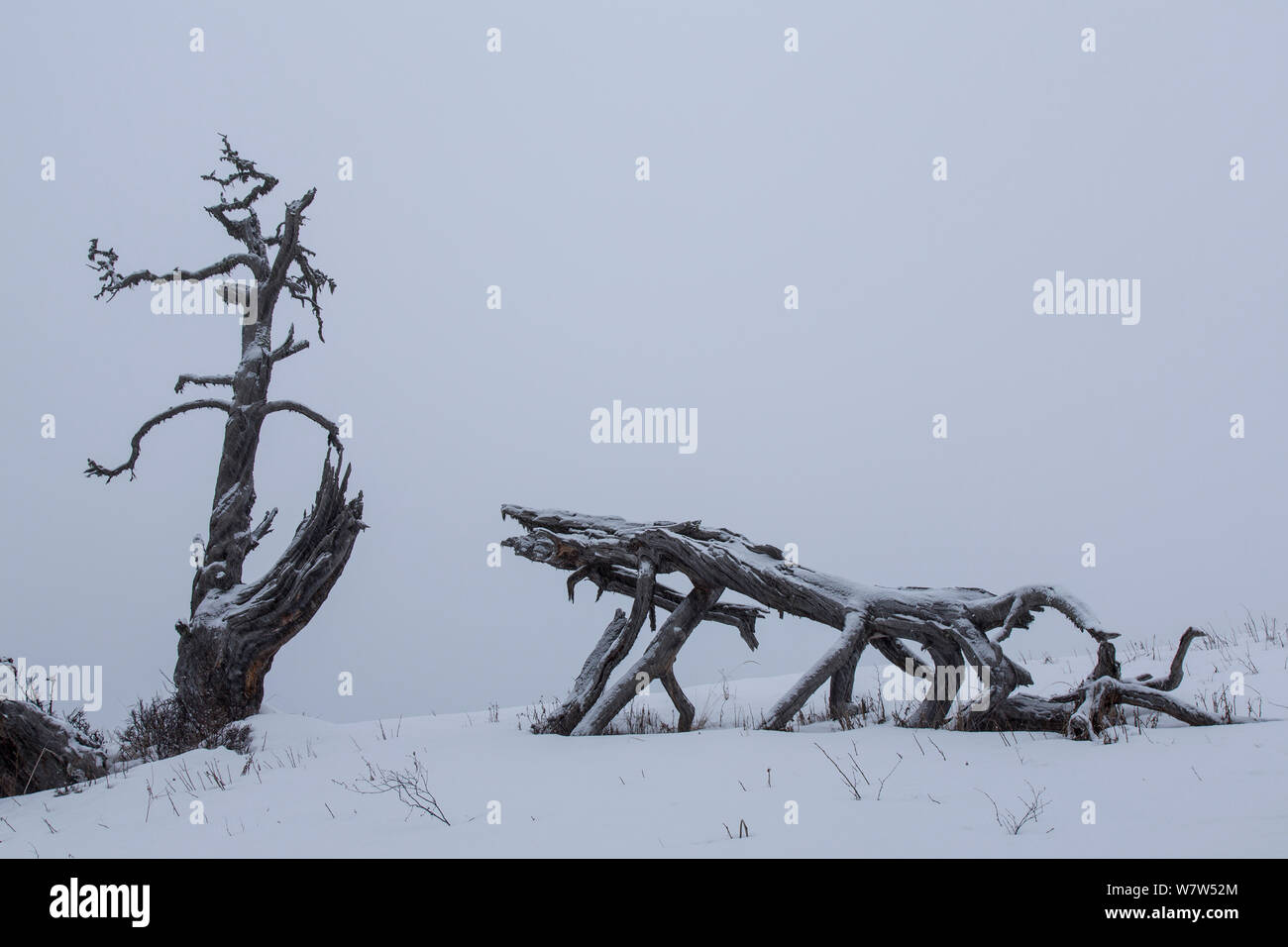 Nordmann Fir (Abies nordmanniana) in snow, Kavkazsky Zapovednik, W Caucasus Mountains, Adygea, Russia, February. Stock Photo