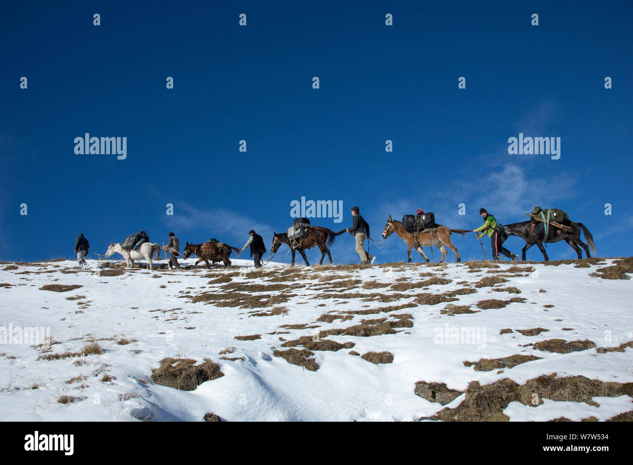 German film crew trecking with horses through snow, east Caucasus near Saribash settlement, Gakh area, Azerbaijan, December 2012. Stock Photo