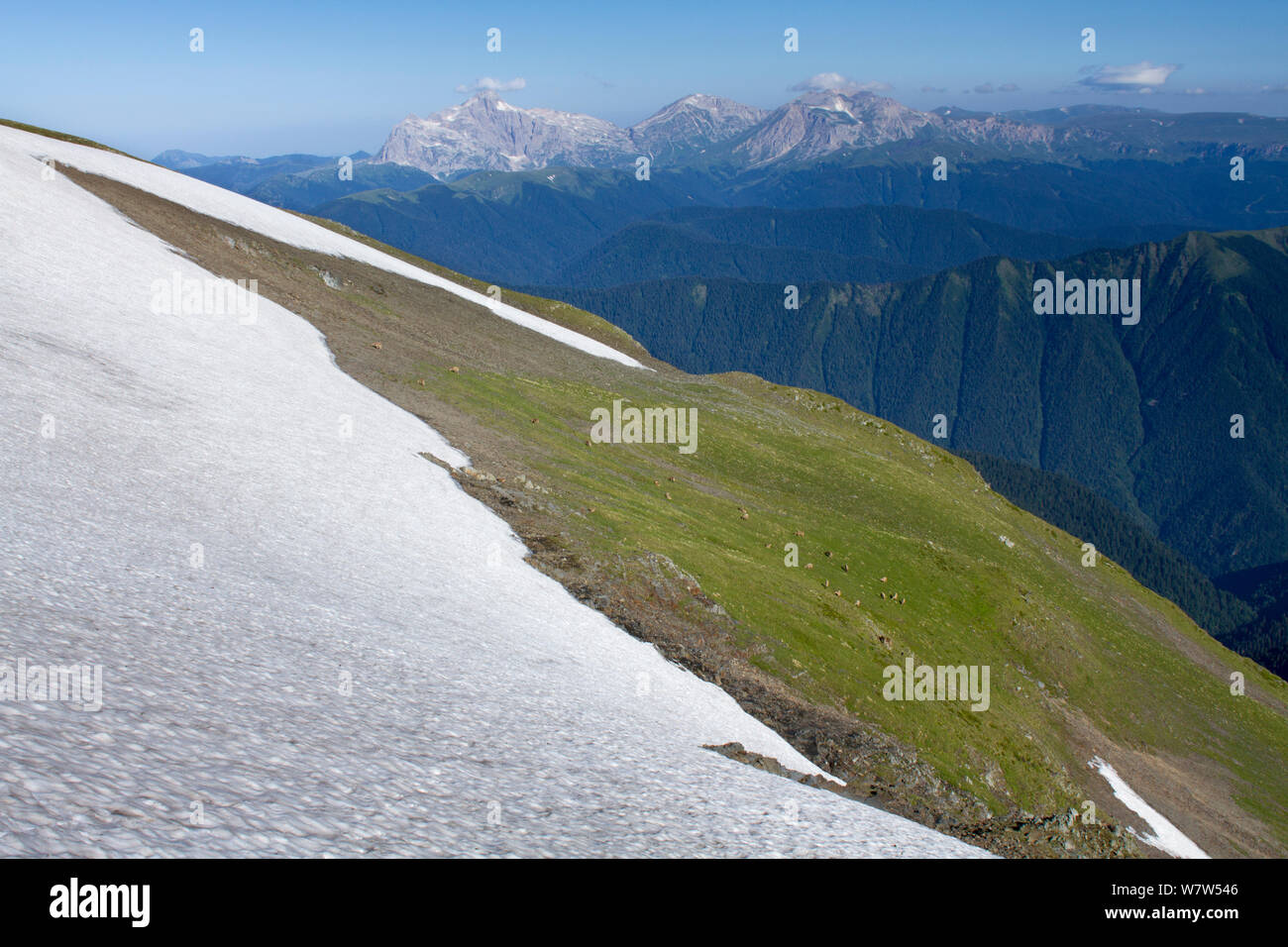 West Caucasian tur (Capra caucasica) herd grazing on mountain slope ...