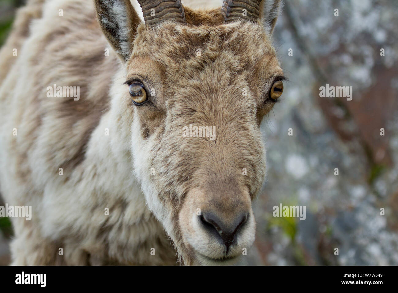 West Caucasian tur (Capra caucasica) close up portrait, Abago ...