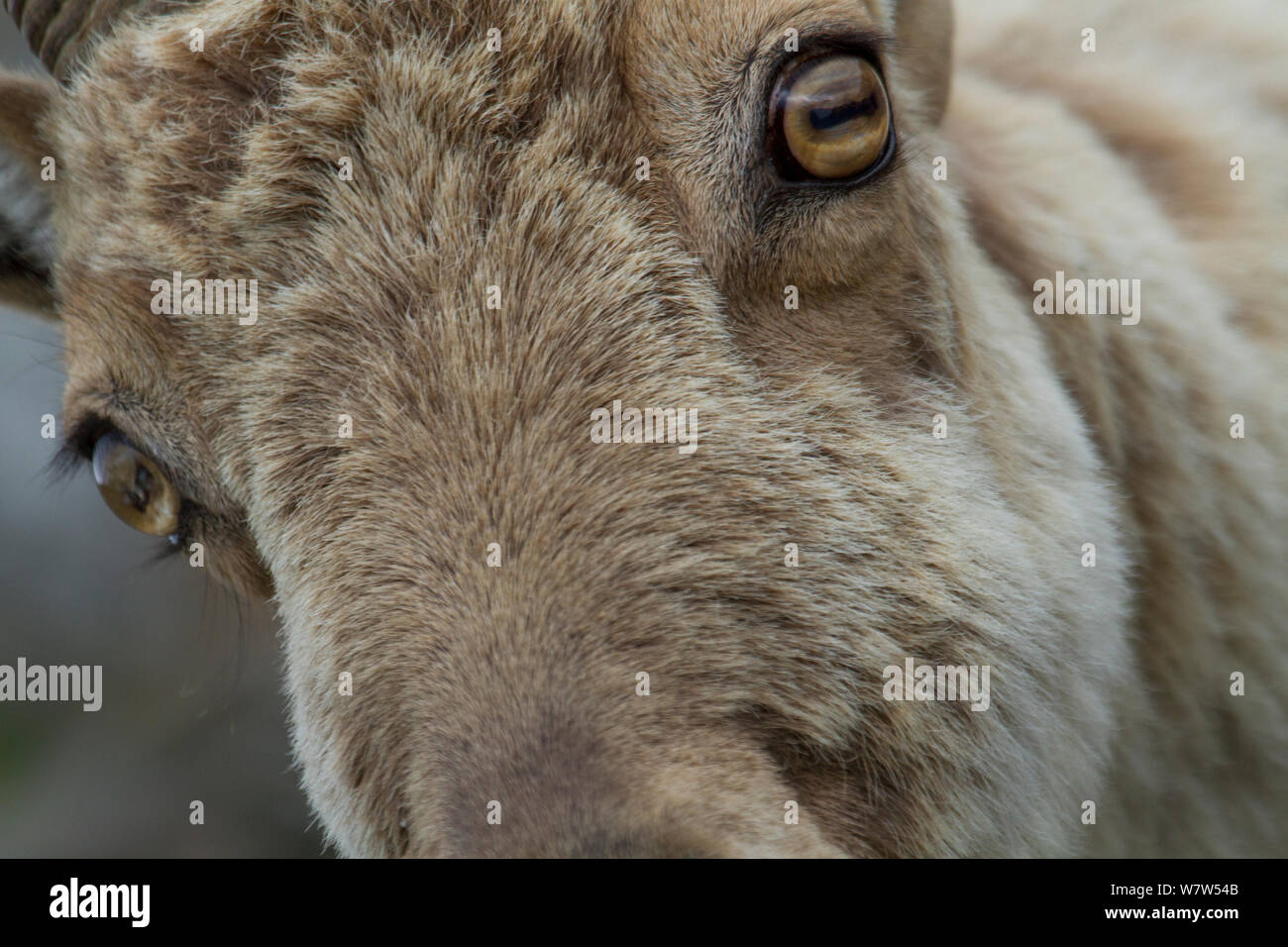 West Caucasian tur (Capra caucasica) close up portrait, Abago ...