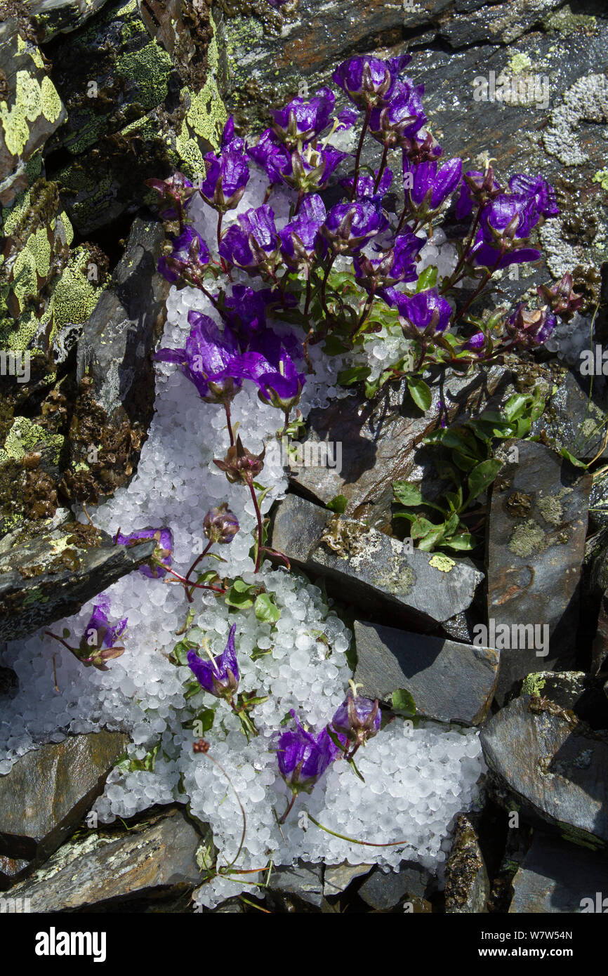 Bellflower (Campanula petrophila) in snow. Caucasus endemic species, Abago, Kavkazsky Zapovednik, Russia, June. Stock Photo