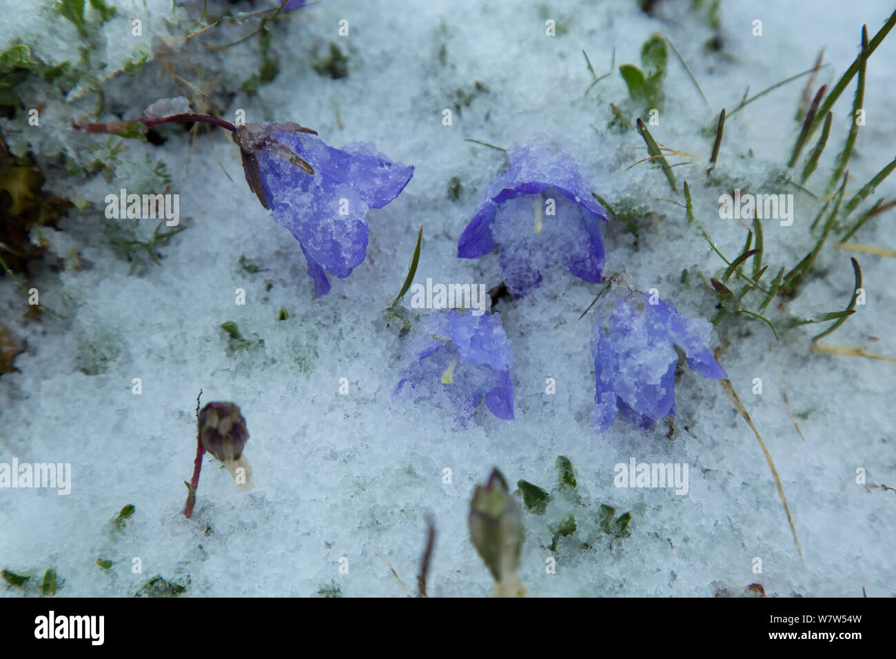 Bellflower (Campanula petrophila) in snow. Caucasus endemic species, Abago, Kavkazsky Zapovednik, Russia, June. Stock Photo