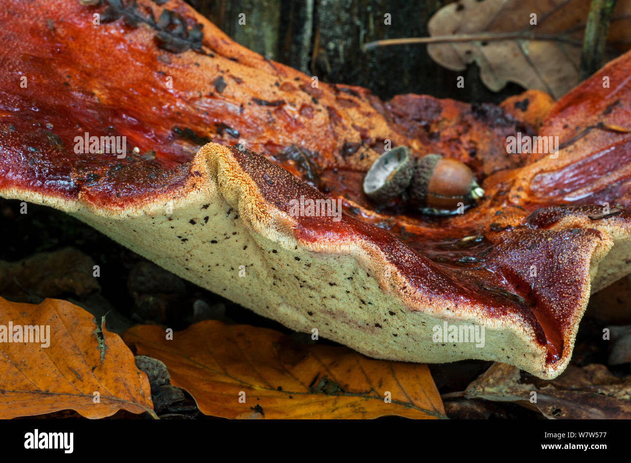 Close up of a Beefsteak fungus (Fistulina hepatica), showing underside, Belgium, October. Stock Photo