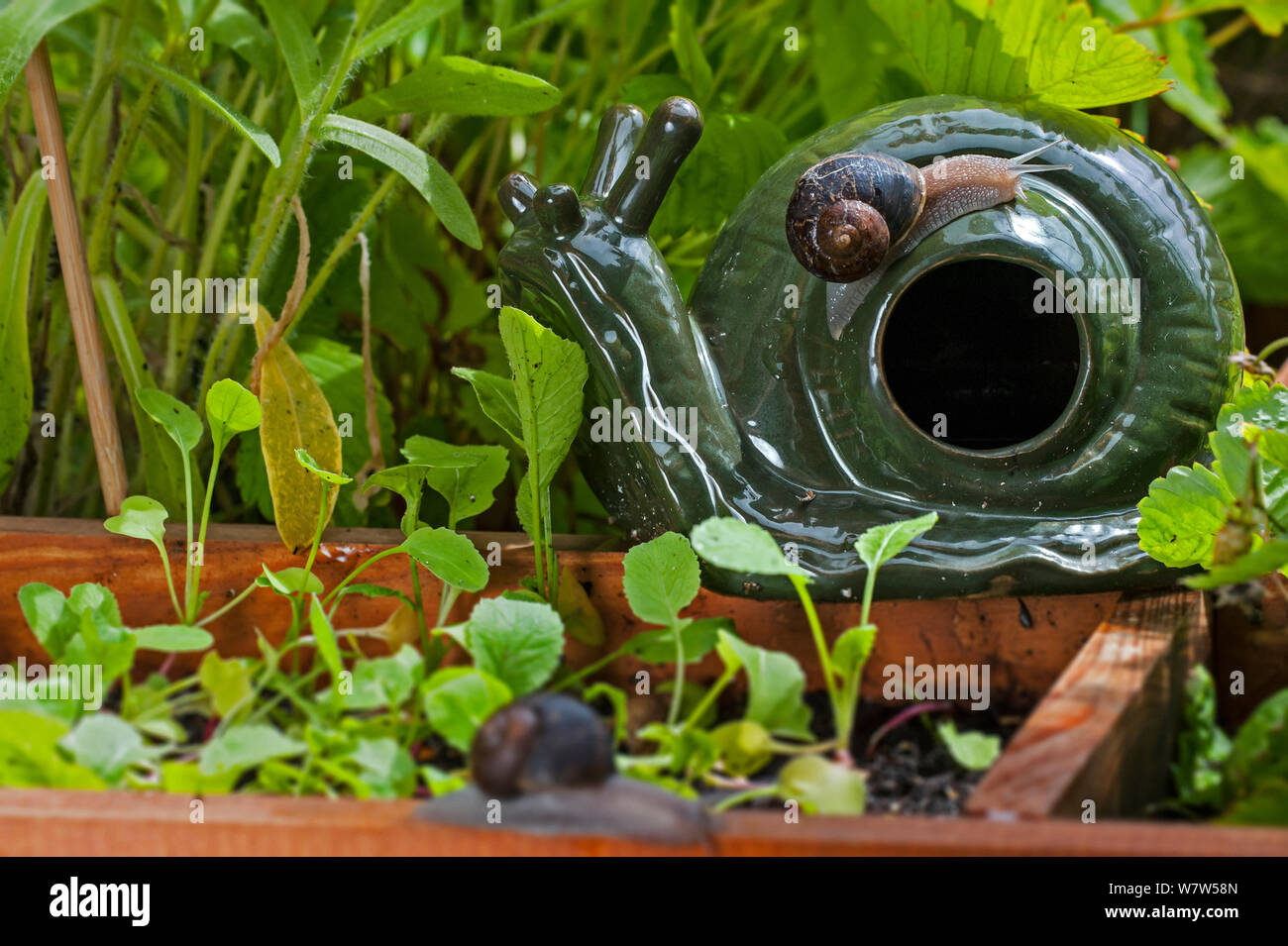 Common garden snail (Helix aspersa) on a decorative snail and slug beer